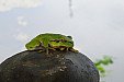 Rosnička zelená u rybníčka v Chyníně. Pavla Kovaříková nám zaslala další fotografie žabího prince, který v pořádku přečkal květnové mrazíky 21.5.2012.
